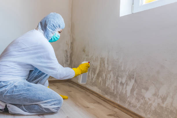 Licensed Mold Inspection service in Chaska, MN - WQB Mold Removal